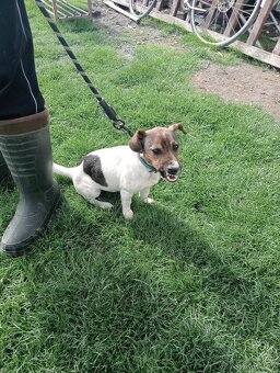 Jack Russell - 3