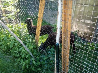 Predám ovce ZWARTBLES - 3