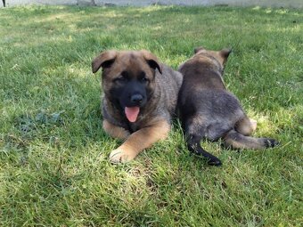 Belgický ovčiak Malinois / Nemecký ovčiak - 3