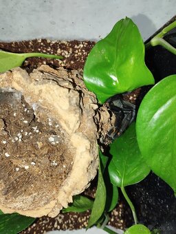 Predám P.Irminia s terarkom - 3