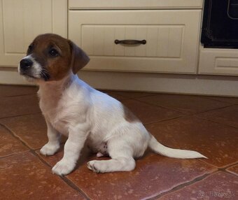 Jack russel terier s PP - 3