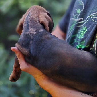 Jazvečík štandard šteniatko - 3