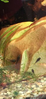 Darujem prísavníky a mach - 3