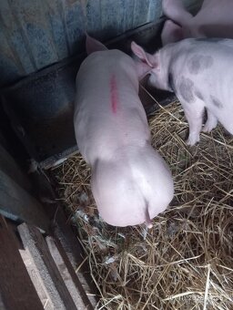 30-35kg odčervcata - 3