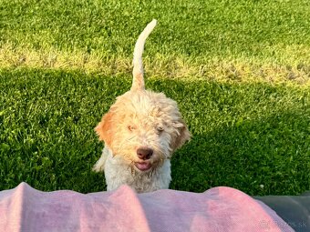 Lagotto romagnolo s PP - 3