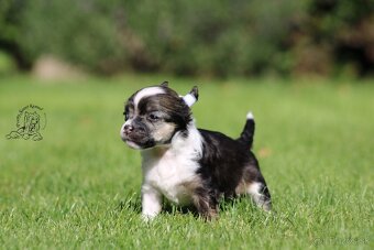 čínský chocholatý pes - powderpuff female - 3