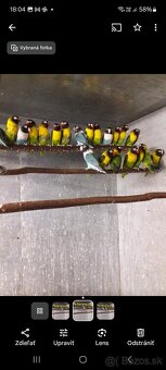 Agapornis škraboškový - 3