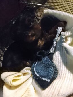 Yorkshirsky teriér - 3