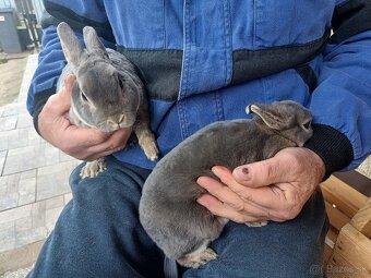 Zakrslý králik - 3