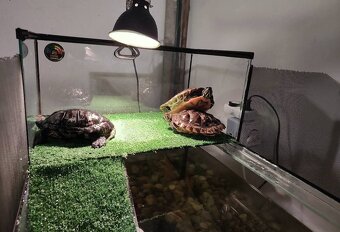 Akvárium z taratium na vrhu aj externý filter rybky a prísav - 3