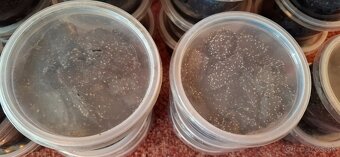 Chvostoskoky / springtails - 3