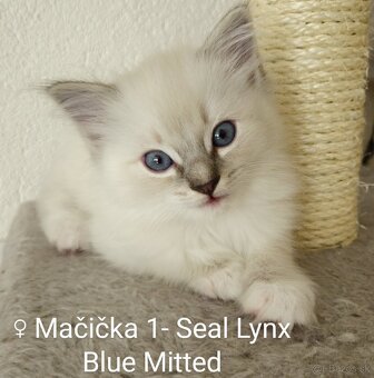 Ragdoll mačiatka bez PP - 3