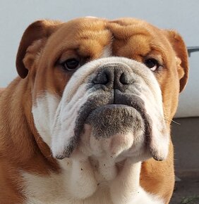 Anglicky bulldog ,buldog, buldok s pp - 3