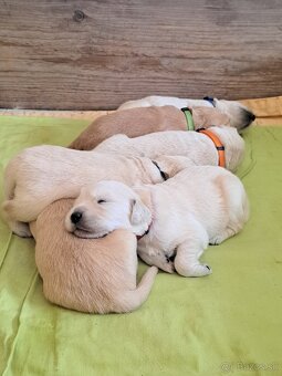 Zlatý retriever. - 3
