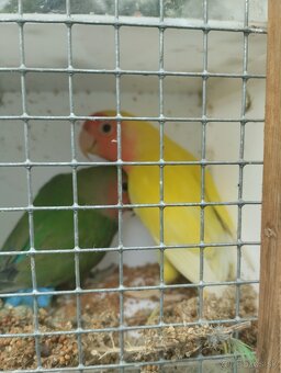 agapornis ružovohrdlý - 3