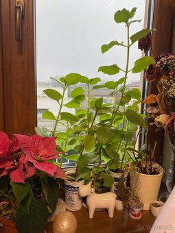 Nádchovník (mexický eukalyptus/kubánske oregano) - 3