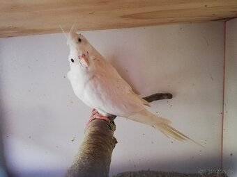 Korely albino biele - 3