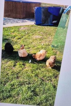 Násadové vajíčka - 3