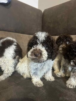 Lagotto romagnolo - 3