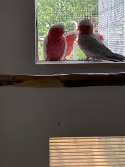 Kakadu ružový lutino - 3