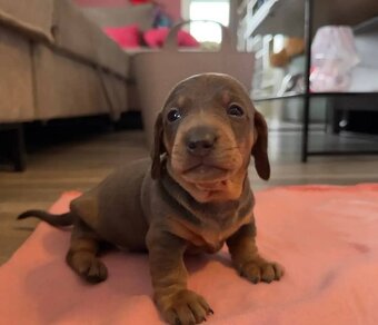 Šteniatka čivavy a jazvečíka s rodokmeňom na adopciu - 3