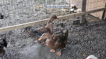 Ruanske kačice 1+2 - 3