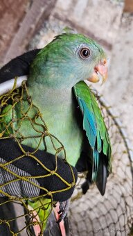 Baraband, papagaj nadherný - 3