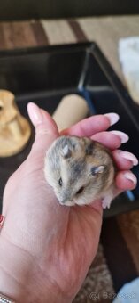 Škrečky džungarské - 3