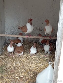 Moravský pštros žltý - 3