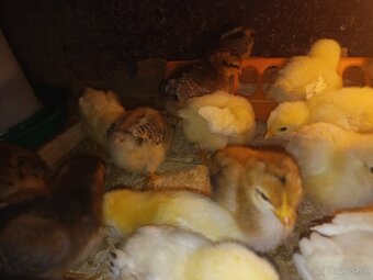 Kuriatka greenschel a dominant - 3