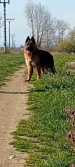 Nemeckého ovčiaka.” - 3