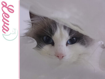RAGDOLL kocúrik a mačička s rodokmeňom, s PP - 3
