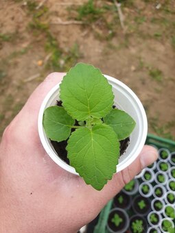 Paulownia - 3