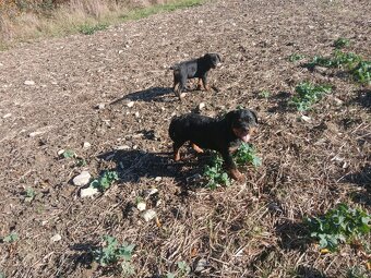 Rottweiler, rotvajler, rtw - 3