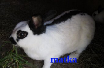 Predám českého strakáča - 3