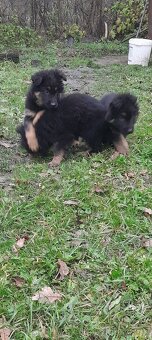 Predám šteňatá N.O. - 3