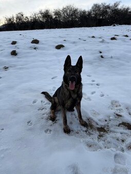 Nemecký ovčiak - 3