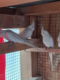 Predám biele korely - 3