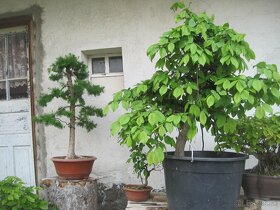 bonsai,bonsaj-hrab 6 - 3