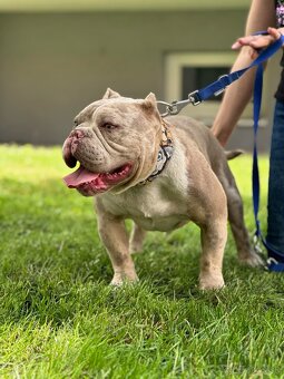American Bully micro exotic s Pp - 3