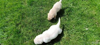 Golden Retriver šteniatka IHNEĎ K ODBERU - 3