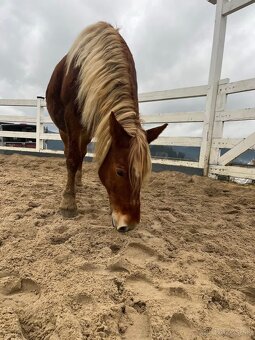 Chladnokrvá kobyla - 3