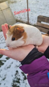 Morské prasiatko - 3