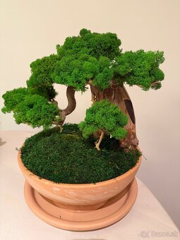 Bonsaj - 3