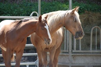 Appaloosa kobyla pripustena - 3