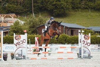 Na predaj 11 ročná kobylka vhodná pre dieťa alebo amatéra - 3