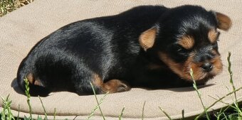 Yorkshire terrier - 3