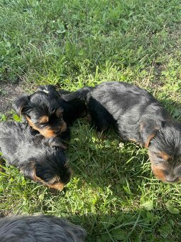 YORKSHIRE TERRIER - 3