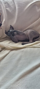 Kanadský sphynx - 3