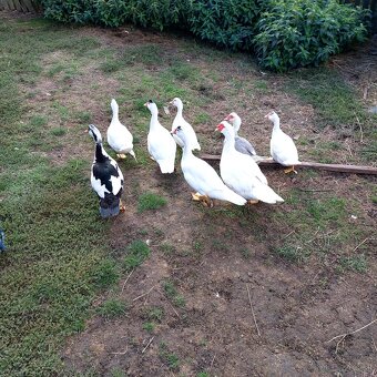 Predám činske kačice 6 mesačné. - 3